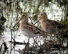 Common Snipe