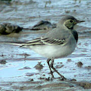 White Wagtail