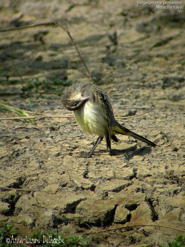 Western Yellow Wagtail