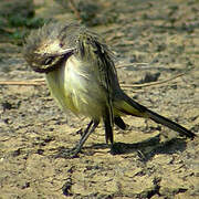 Western Yellow Wagtail