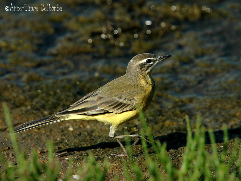 Western Yellow Wagtail