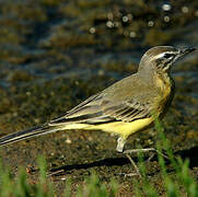 Western Yellow Wagtail