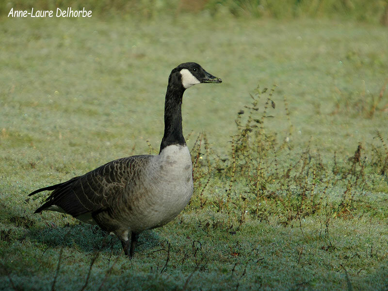 Canada Goose