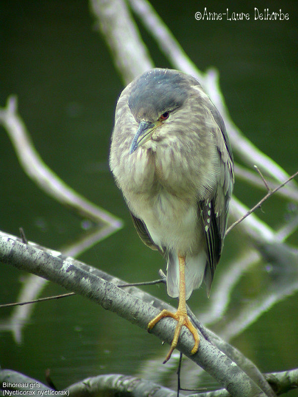 Black-crowned Night Heron