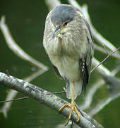 Black-crowned Night Heron