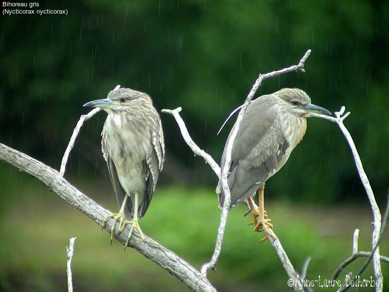 Black-crowned Night Heron