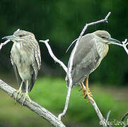 Black-crowned Night Heron