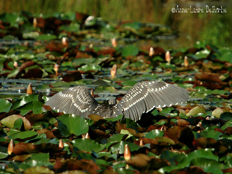 Black-crowned Night Heron