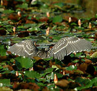 Black-crowned Night Heron