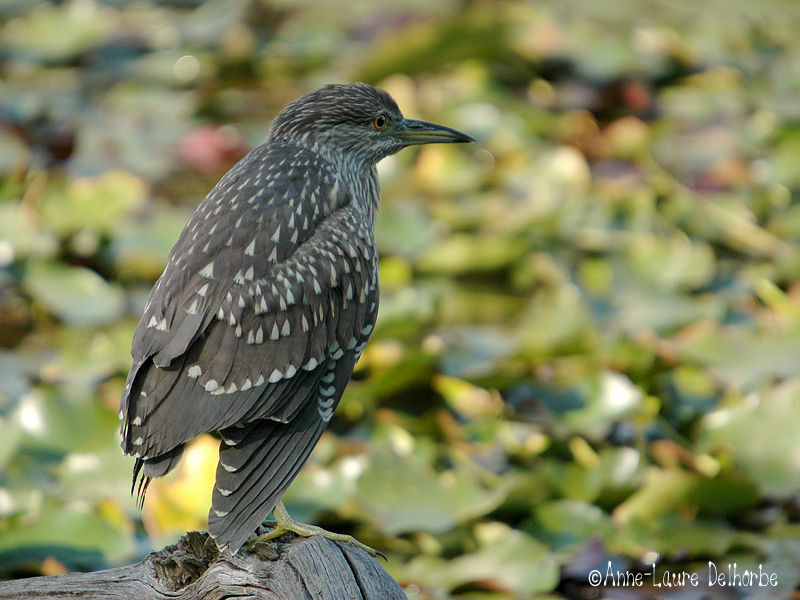 Black-crowned Night Heron