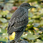 Black-crowned Night Heron