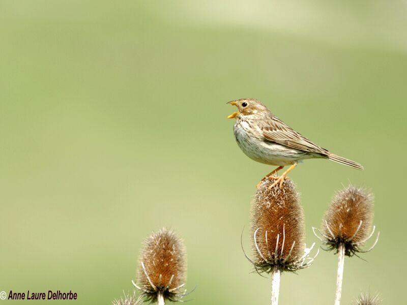 Corn Bunting, song