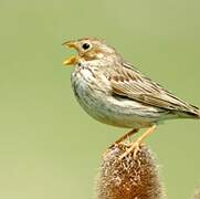 Corn Bunting