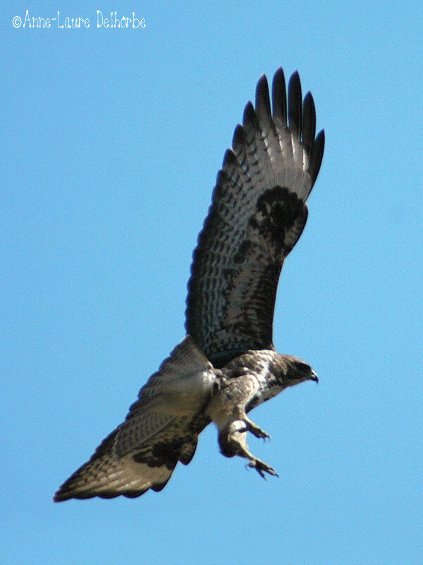 Buse variable