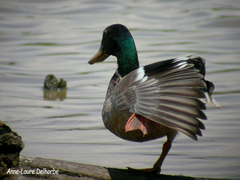 Canard colvert