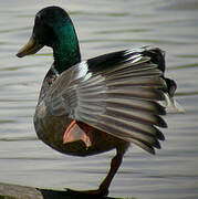 Canard colvert