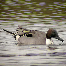 Canard pilet