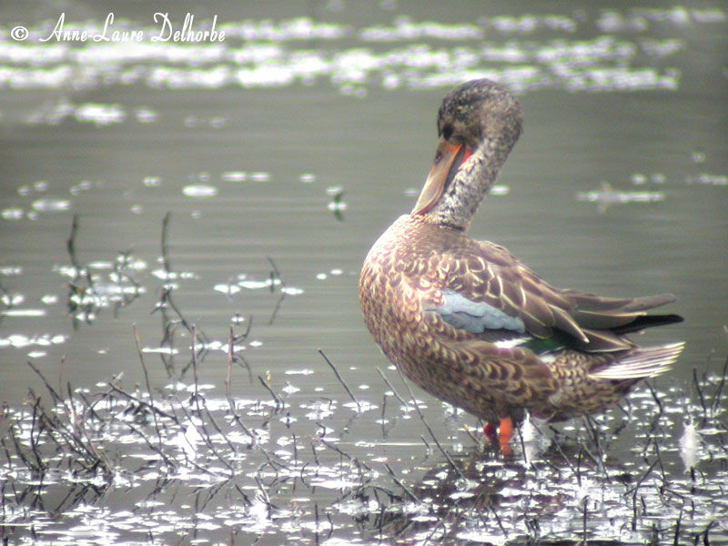 Canard souchet