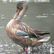 Northern Shoveler