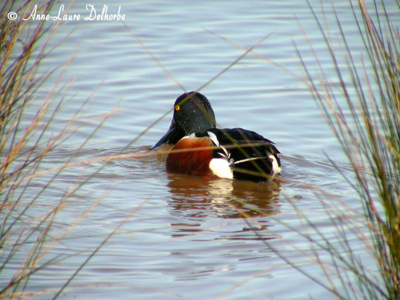 Northern Shoveler