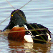 Canard souchet