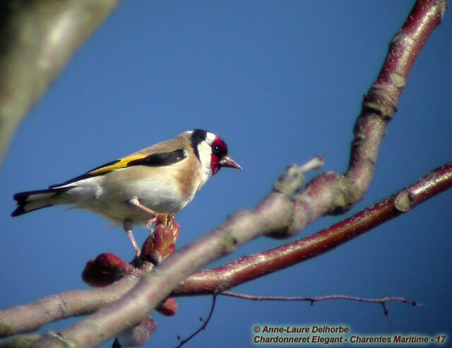 European Goldfinch