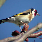 Chardonneret élégant