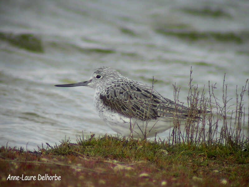 Common Greenshank