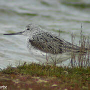 Common Greenshank