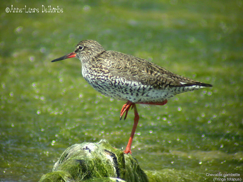 Common Redshank