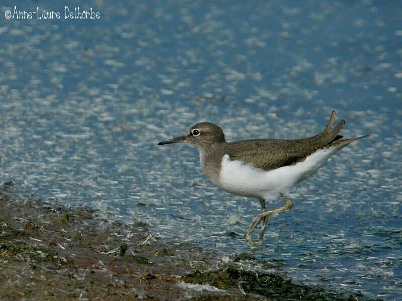 Common Sandpiper