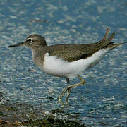 Common Sandpiper