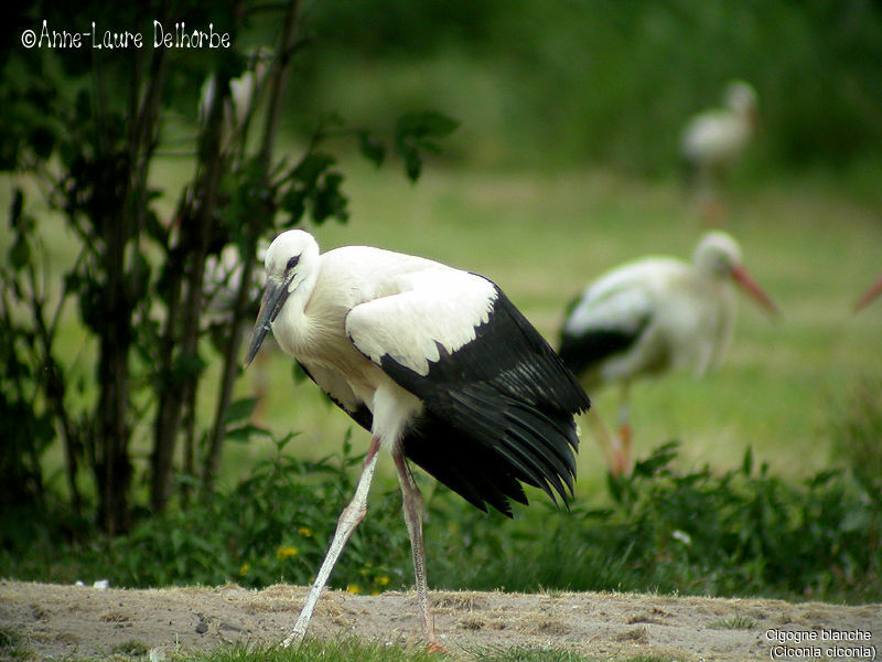 White Stork