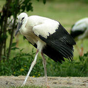 Cigogne blanche