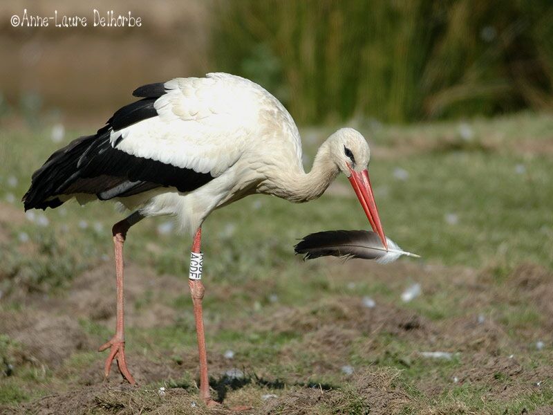 Cigogne blanche