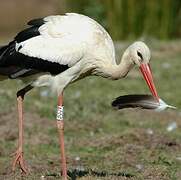 White Stork