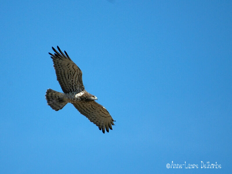 Short-toed Snake Eagle