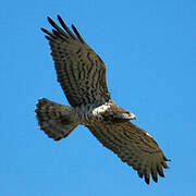 Short-toed Snake Eagle