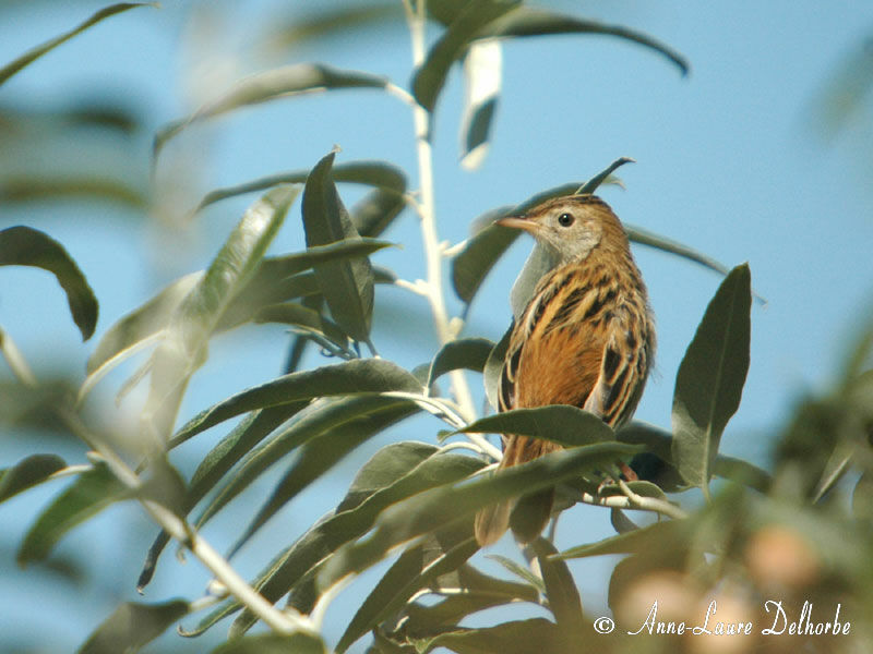 Zitting Cisticola