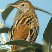 Zitting Cisticola