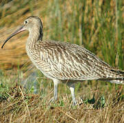 Eurasian Curlew