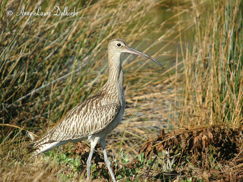 Eurasian Curlew