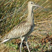 Eurasian Curlew