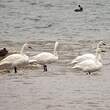 Cygne de Bewick