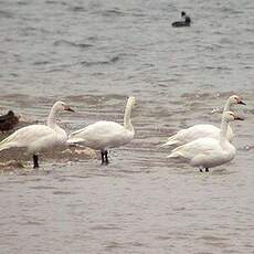 Cygne de Bewick