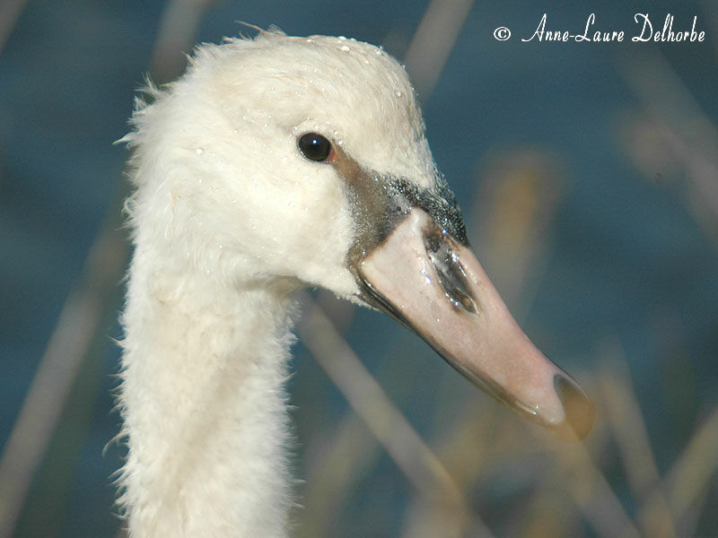 Mute Swan