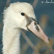 Cygne tuberculé