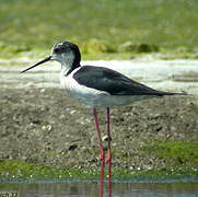 Black-winged Stilt