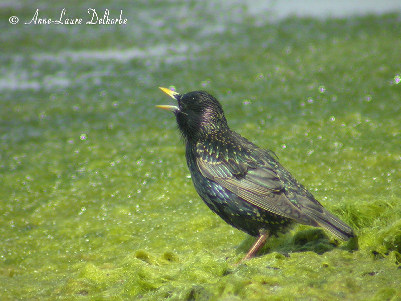 Common Starling