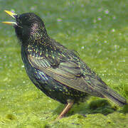 Common Starling